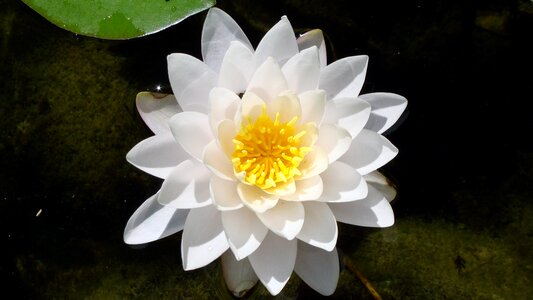 Flower waterlily summer