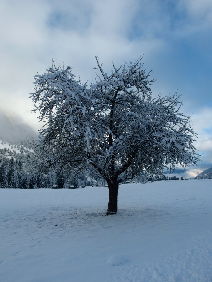 Winter tree snow