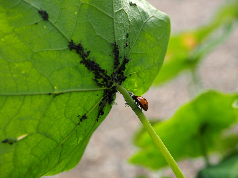 Banquet hunting coccinellidae