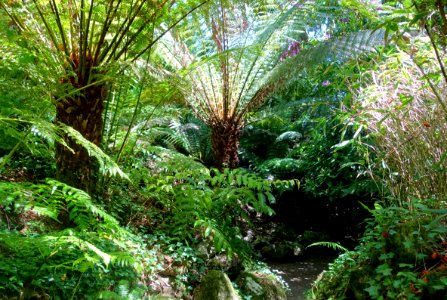 New Zealand garden - Lost Gardens of Heligan - Cornwall, England - DSC02862