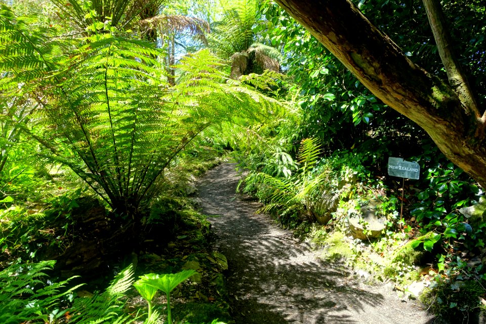 New Zealand garden - Lost Gardens of Heligan - Cornwall, England - DSC02859