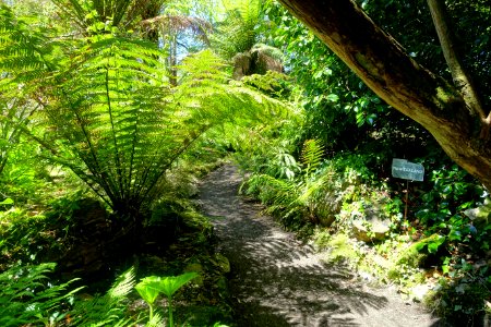 New Zealand garden - Lost Gardens of Heligan - Cornwall, England - DSC02859