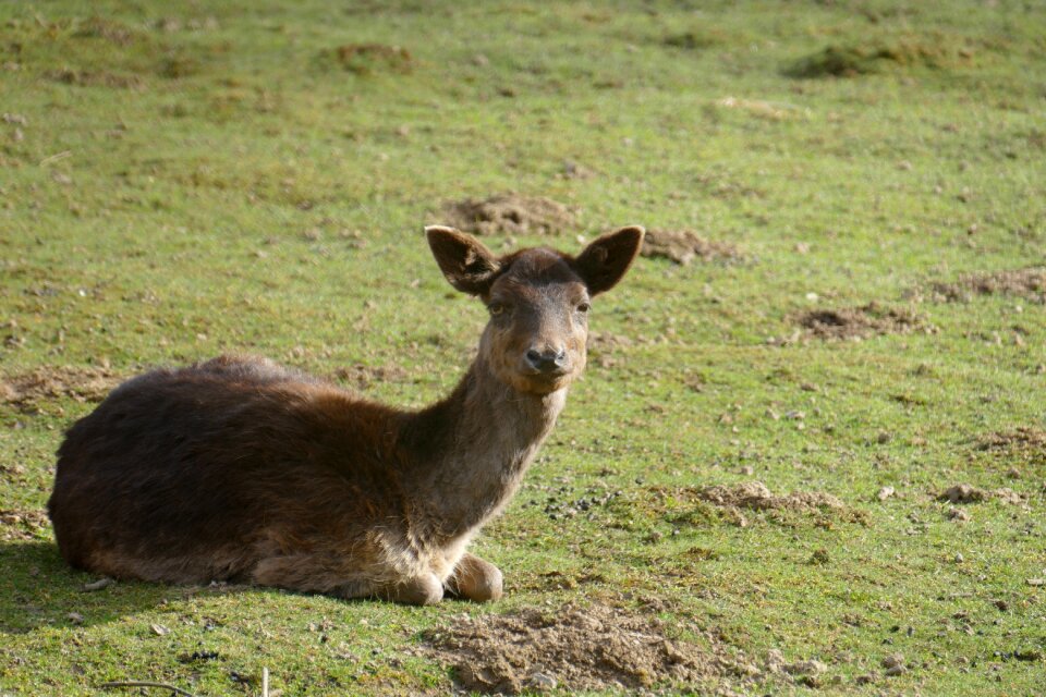 Roe deer kitz meadow photo