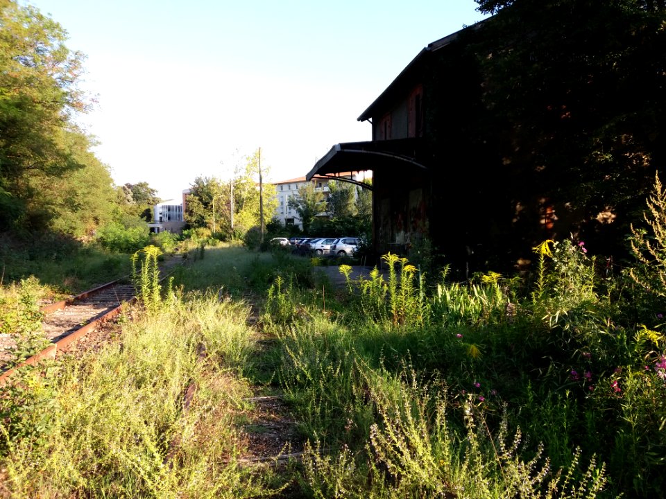 Neuville-sur-Saône - Ancienne gare, voies sous les herbes