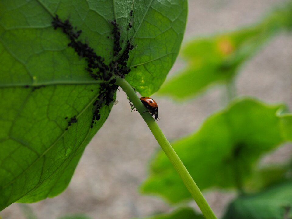 Eat hunting coccinellidae