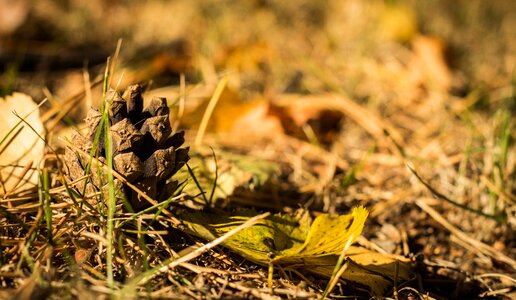 Cone nature forest