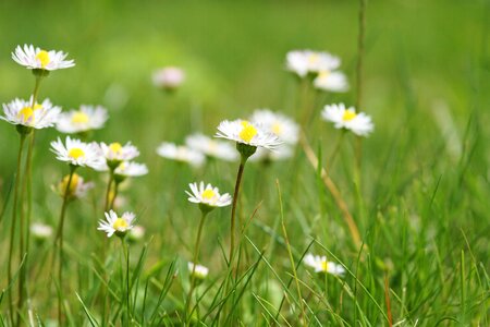 Daisy meadow nature