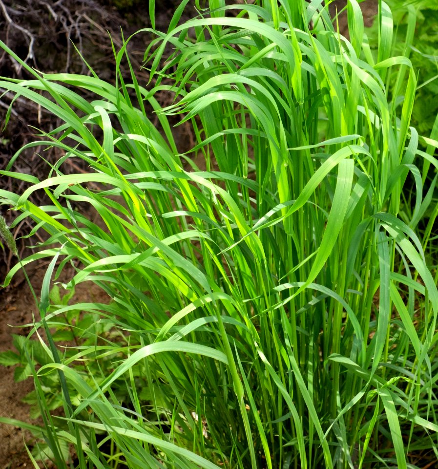 New fresh grass by a ditch 2