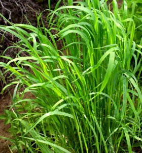New fresh grass by a ditch 2