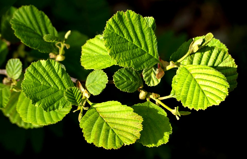 New common alder leaves