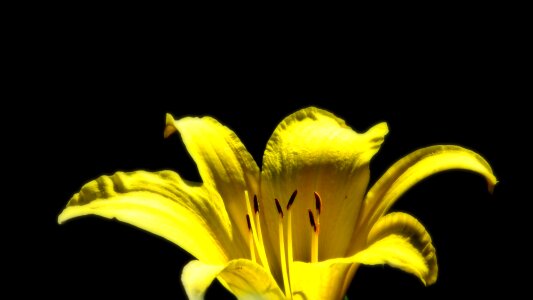 Lily summer floral