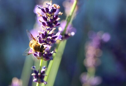 Blooming lavender lavender fragrance purple