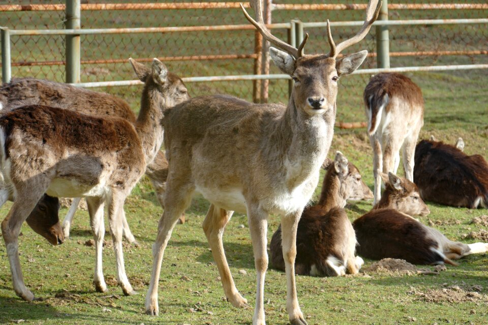 Wild roe deer hirsch