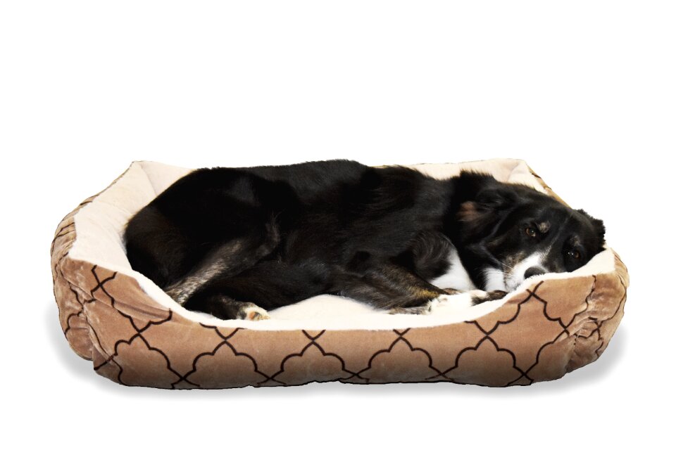 Animal border collie sleep