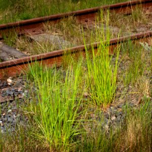 New fresh grass by the tracks of Lysekil Line