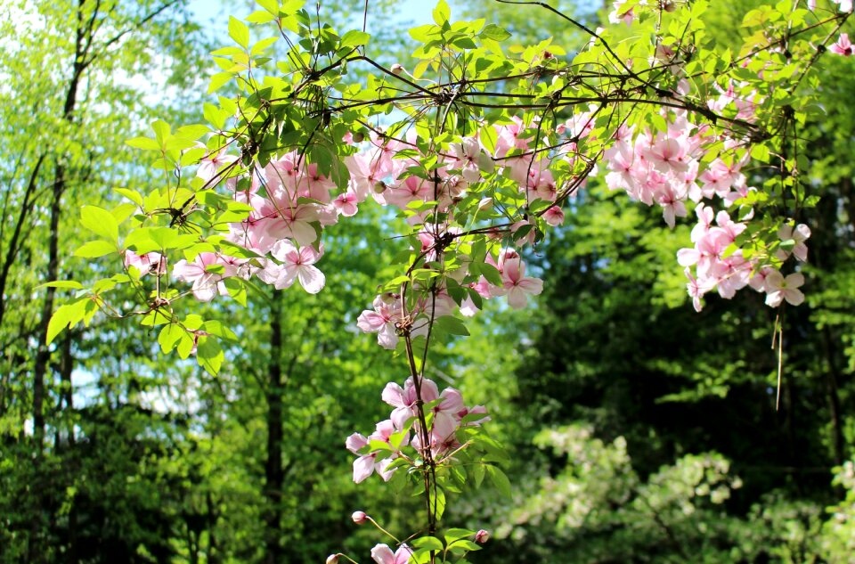 Pink light nature