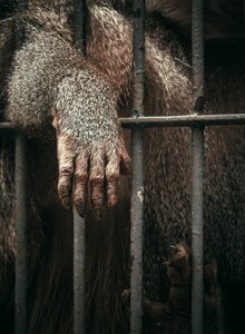 Mammal primate zoo photo