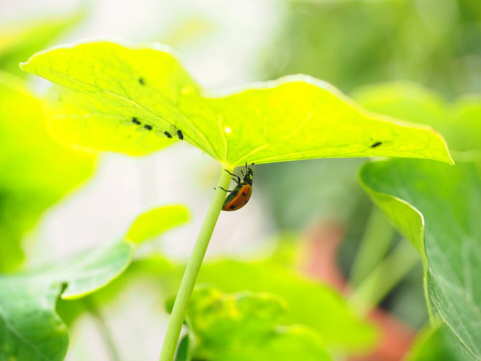 Hunting coccinellidae beetle