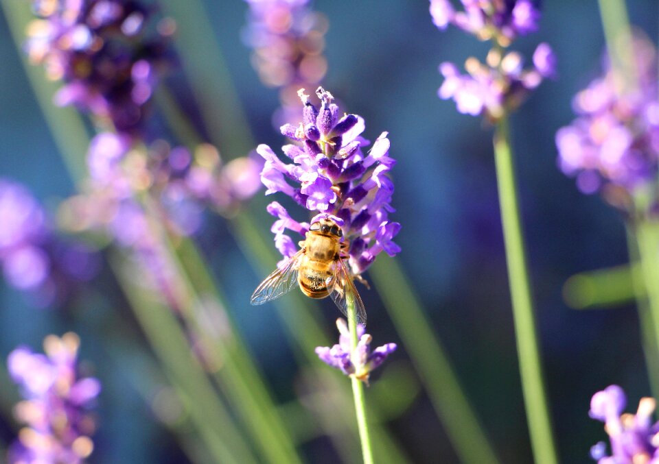 Blooming lavender lavender fragrance purple