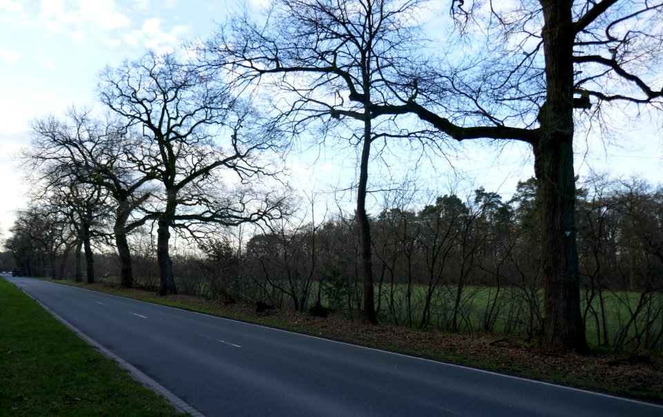 Neuhaus - Eichenreihe am Diebesweg - 1