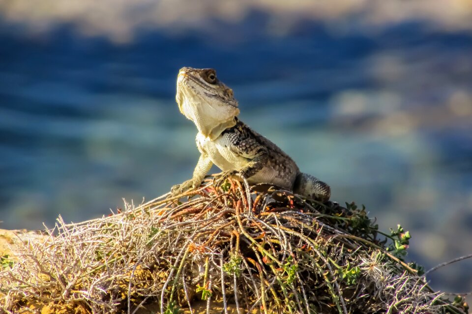 Kurkutas wildlife animal