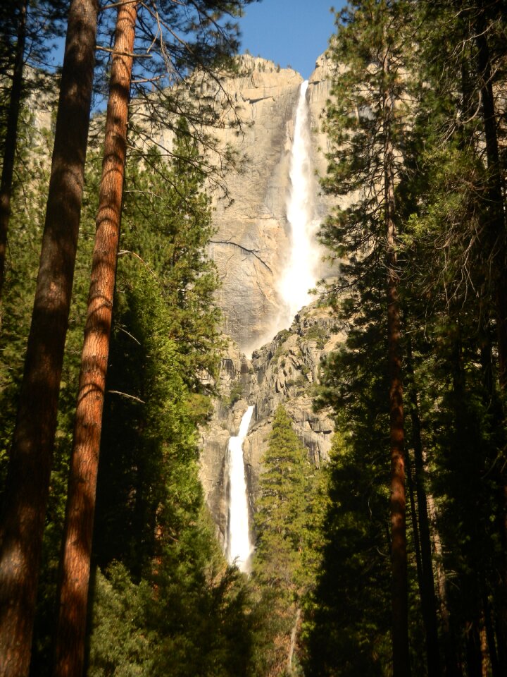 Sequoia mountain trees