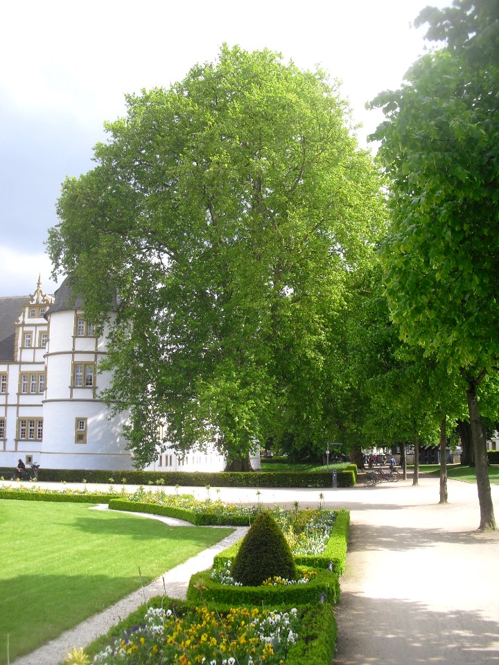 Neuhaus - Platane am Schloss 1