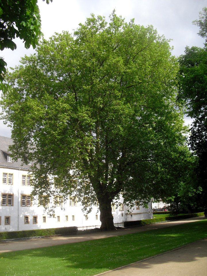 Neuhaus - Platane am Schloss 3
