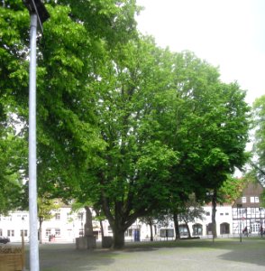 Neuhaus - Kastanie Kirchplatz