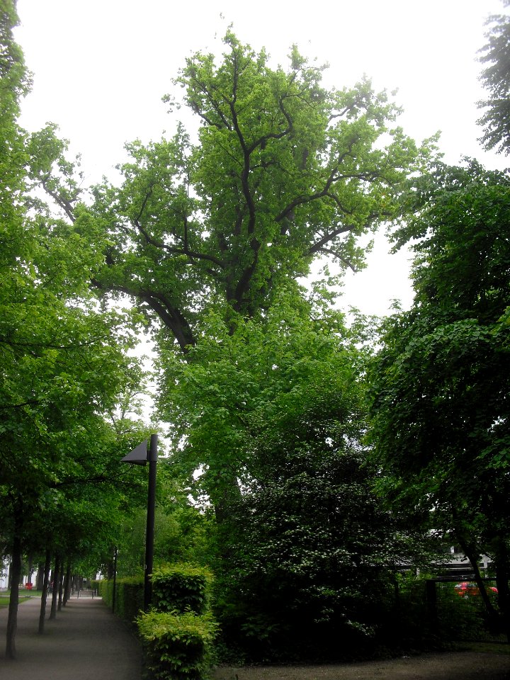 Neuhaus - Eiche