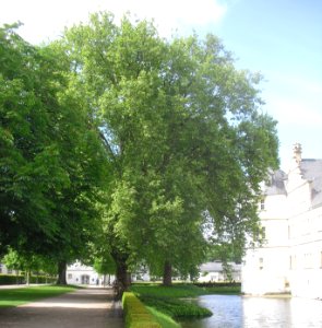 Neuhaus - Platanen am Schloss