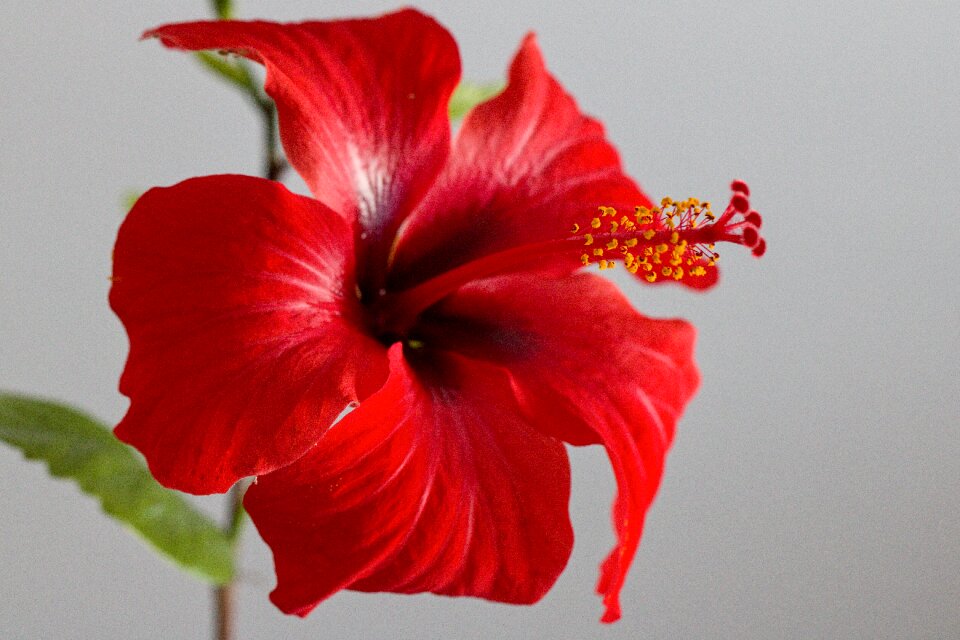 Flower hibiscus red flower