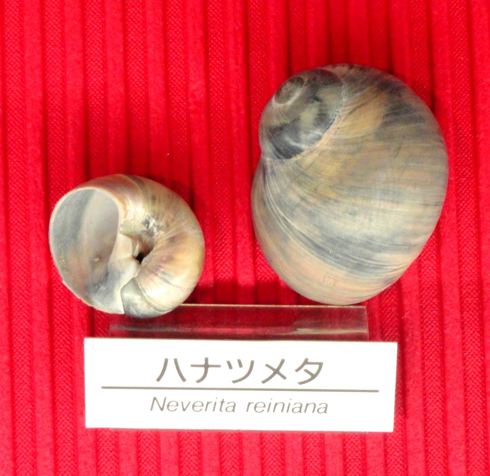 Neverita reiniana - Osaka Museum of Natural History - DSC07769