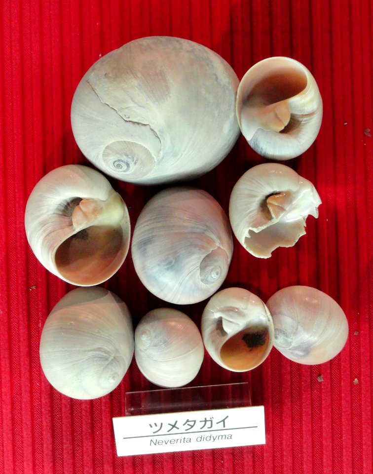 Neverita didyma - Osaka Museum of Natural History - DSC07778