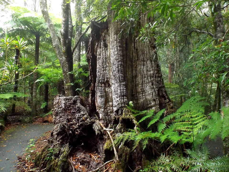 New England Mountain Ash stump at the former Springbrook State School, Springbrook, Queensland