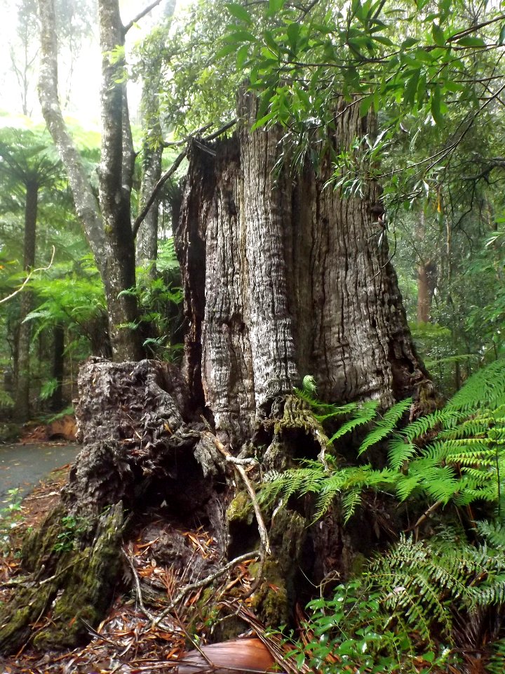 New England Mountain Ash stump 2 at the former Springbrook State School, Springbrook, Queensland