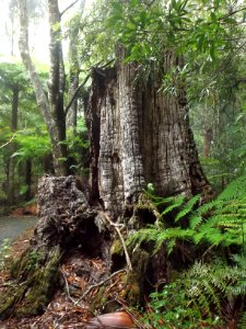 New England Mountain Ash stump 2 at the former Springbrook State School, Springbrook, Queensland photo
