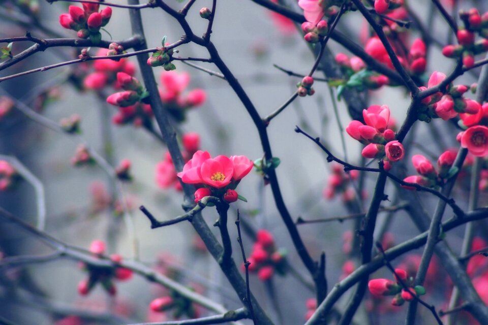 Tree flowering nature