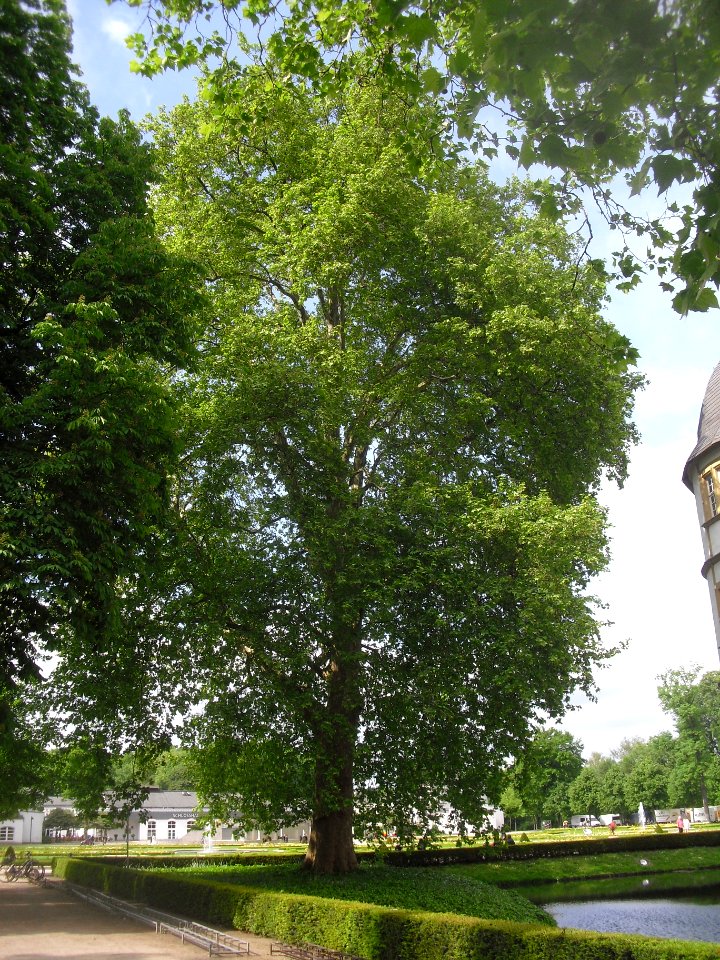 Neuhaus - Platane am Schloss 2