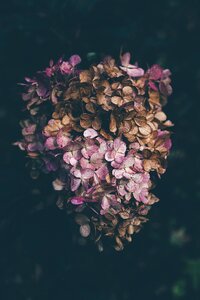 Blossom bouquet bundle