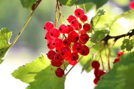 Red branch nature photo