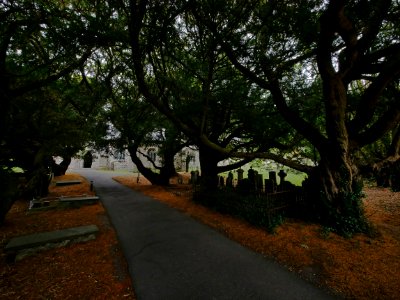 NevernYewTreesH1c