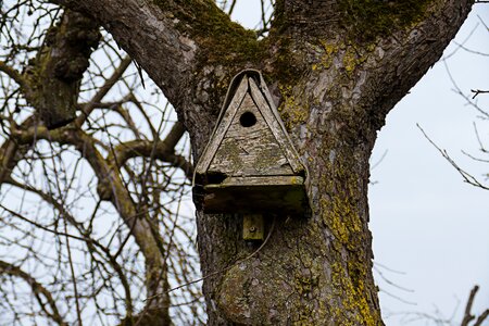 Tree nesting box nesting help photo