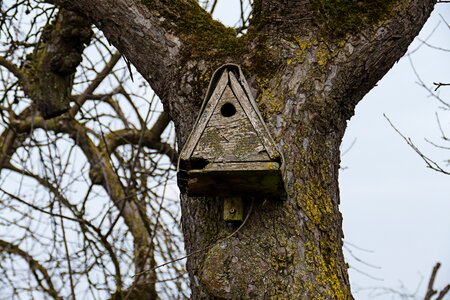 Tree nesting box nesting help