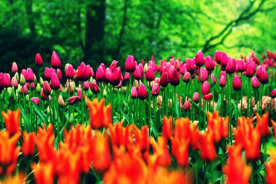 Blossom blur bright
