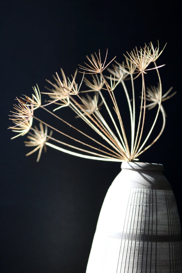 Autumn dry inflorescence