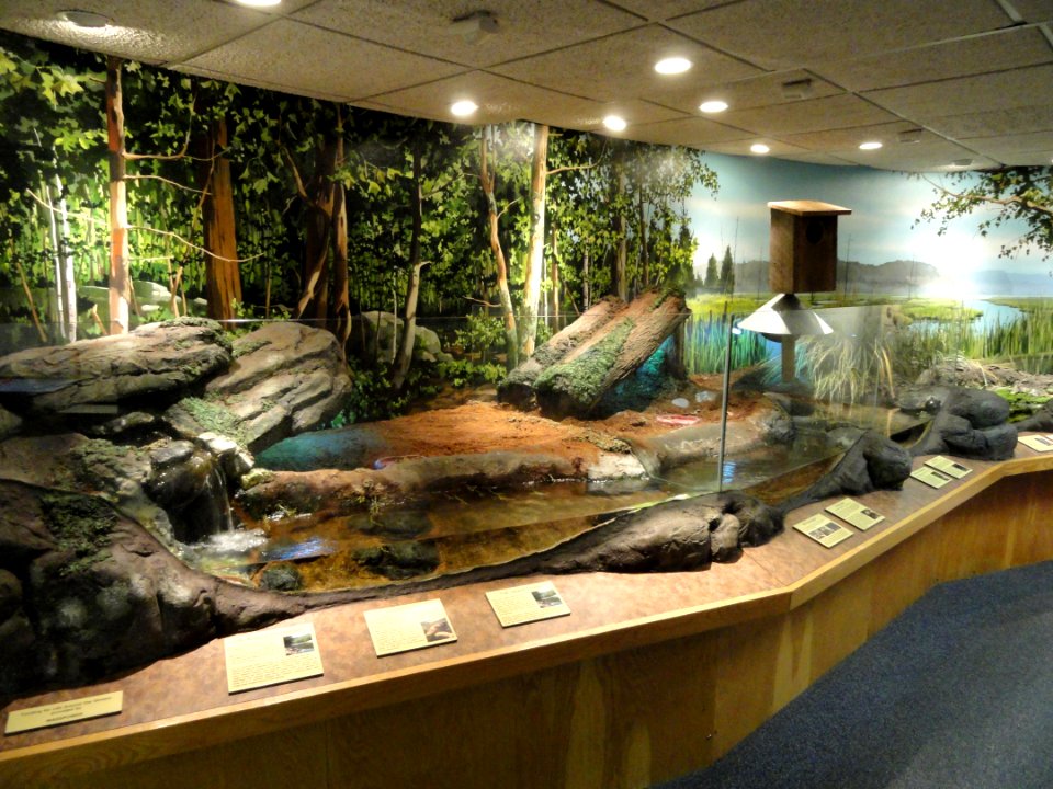New England stream diorama - Springfield Science Museum - Springfield, MA - DSC03456