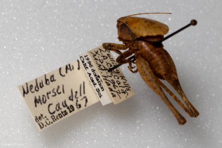 Neduba morsei, male with label