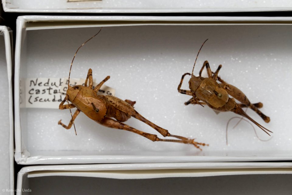 Neduba castanea, male and female, dorsal view