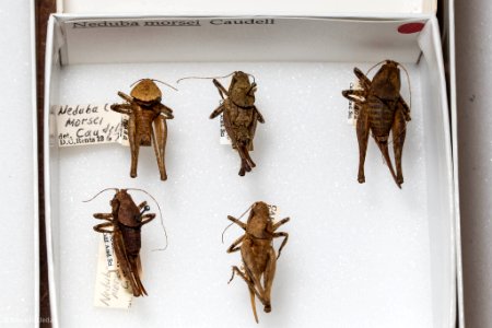 Neduba morsei, several individuals